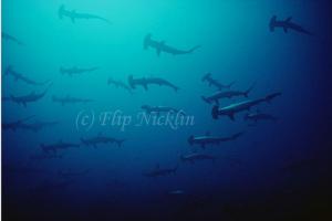 Scalloped Hammerheads Receive Proctection